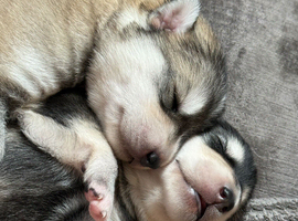 Husky mixed puppies from family home