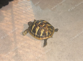 Baby tortoise