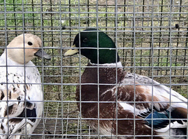 Pair of abacot call ducks