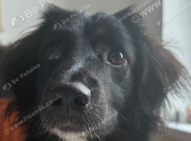 Male long haired dashound