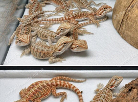 Baby bearded dragons