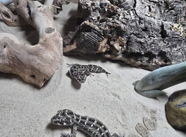 V.I.P.E.R Geckos for sale with complete set up