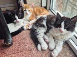 3 male kittens
