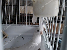 Male Cockatiel
