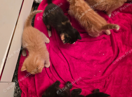 4 kittenwanting new homes