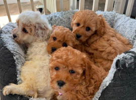 Toy Cavapoo Puppies