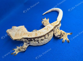 Extreme cream harlequin crested gecko