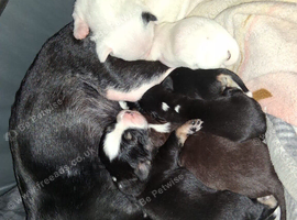 6 chihuahuas for sale