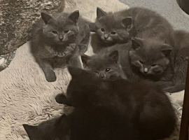 Gorgeous kittens