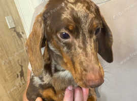 Stunning chocolate dapple dachshund