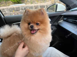 Stud Pomerian (Wolf sable)