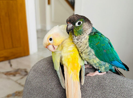 2 bonded conure parrots moon cheek/green cheek