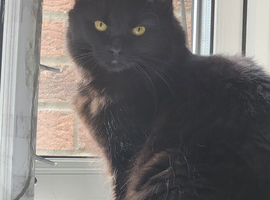 **STILL AVALIABLE**  1 year old black meduim haired female