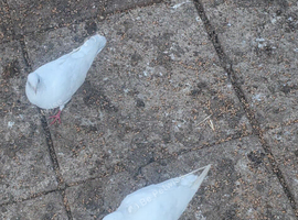 White pigeon