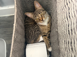 10 month old kitten