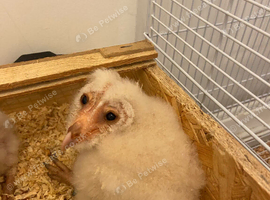 3 barn owlets for sale