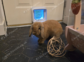 Female golden lop rabbit INDOOR ONLY, FULLY LITTER TRAINED