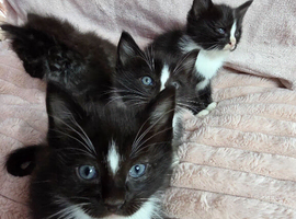 Ragdoll cross kittens *3 STILL AVAILABLE &pound;250*