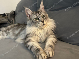 Ticca registered Blue Maine Coon