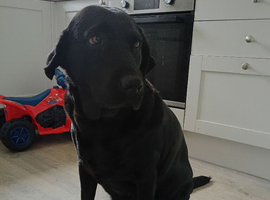 KC registered Black Labrador bitch