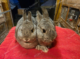 Netherland dwarfs