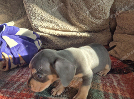 Daschund mix