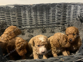Beautiful miniature poochons puppies