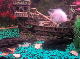 Pleco two