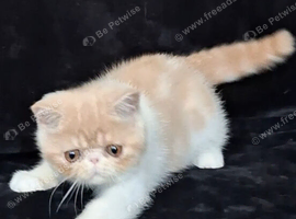 Exotic kittens