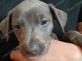 Italian greyhound x whippet puppies whiggies