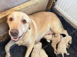 Gorgeous chunky Labrador puppies