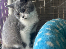 Top pedigree British shorthair kittens ready now