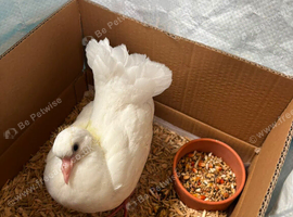 Pair baby fantail doves