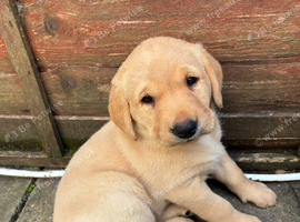 Labrador puppies