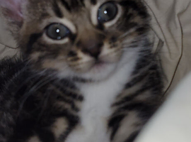Adorable Bengal Cross Kittens &ndash; Flead, Wormed & Litter Trained