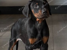 Doberman puppies