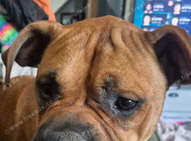 1 year old female