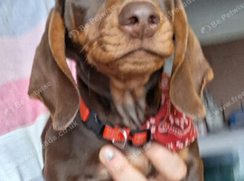 12 weeks male dashound
