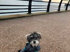 F1 schnoodle for STUD
