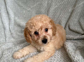 Ready to leave miniature cavapoochons