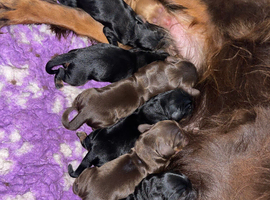 Beautiful working cocker spaniel puppies