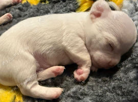 Beautiful Smooth Coat Chihuahua Puppies Ready for Loving Homes