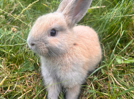Cute Bunnies
