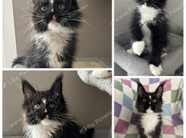 AMAZING HEALTH TESTED TICA REGISTERED MAINE COON KITTENS