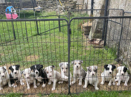 Stunning litter of Blue merle & black/white collies