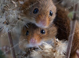 Harvest mice wanted