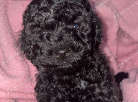 Shihpoo