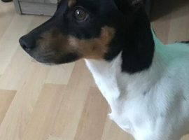 Jack russell