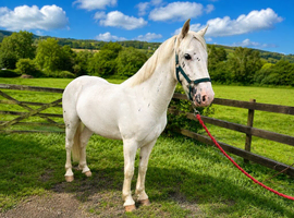 Stunning 2 year old Appaloosa gelding