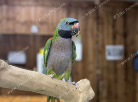 Darbyan parrot